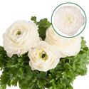 Afbeelding van Ranonkel P12 White
